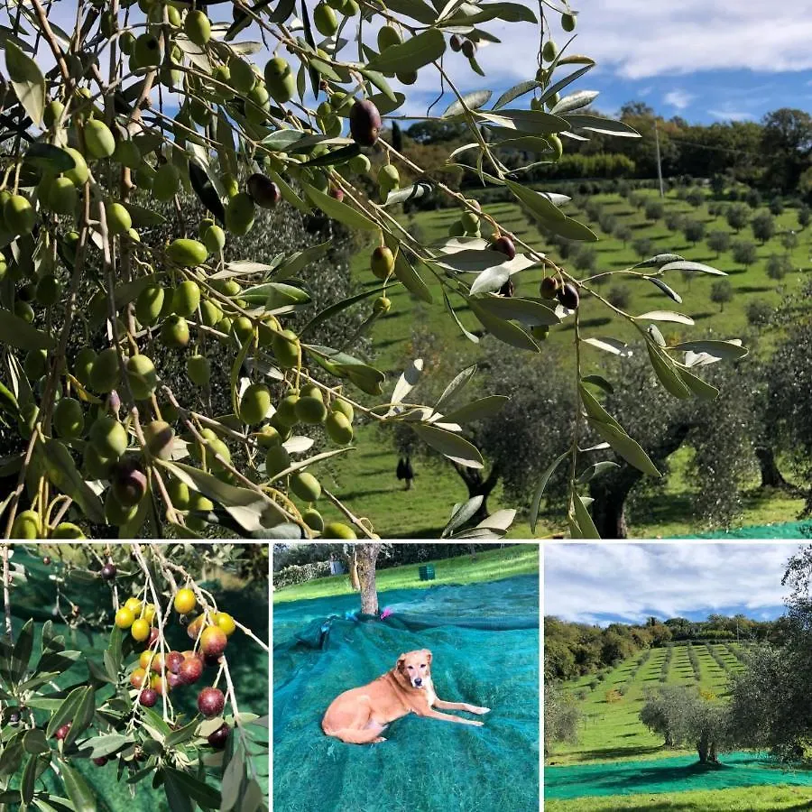 ベッド・アンド・ブレックファスト Agriturismo Poggio Del Drago モンテメラノ
